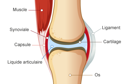 Les meilleures solutions pour prévenir l’arthrose du genou